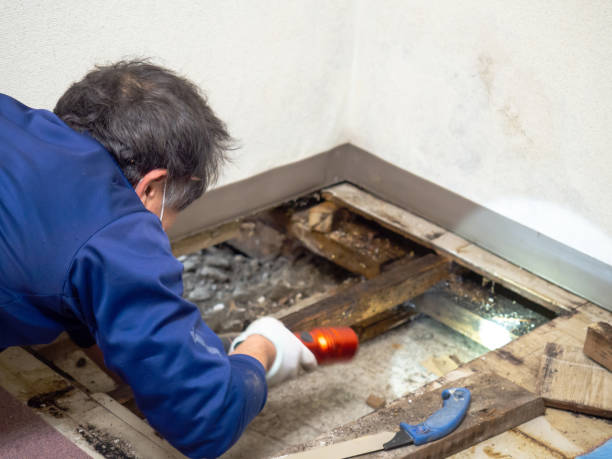 Best Mold Remediation  in Roosevelt, UT