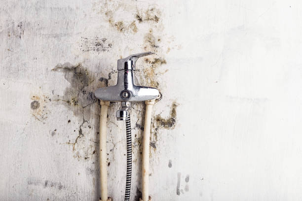 Best Certified Mold Removal  in Roosevelt, UT