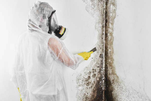Best Mold Remediation  in Roosevelt, UT
