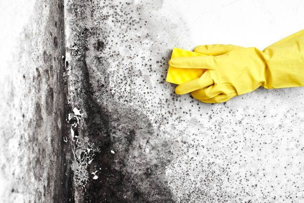 Best Mold Testing  in Roosevelt, UT