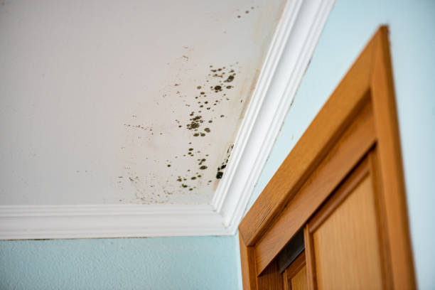 Best Fast Mold Removal  in Roosevelt, UT