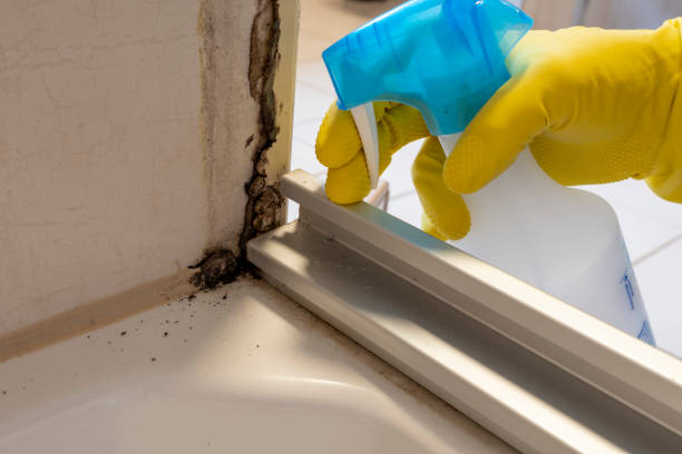 Best Affordable Mold Removal  in Roosevelt, UT