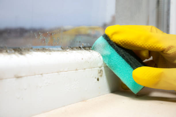  Roosevelt, UT Mold Removal Pros