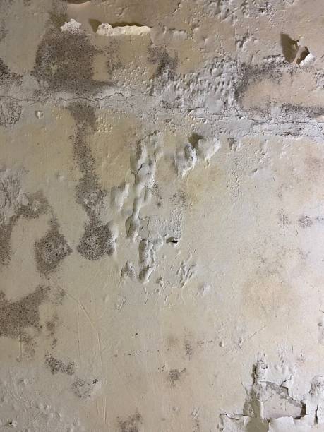 Best Commercial Mold Removal  in Roosevelt, UT