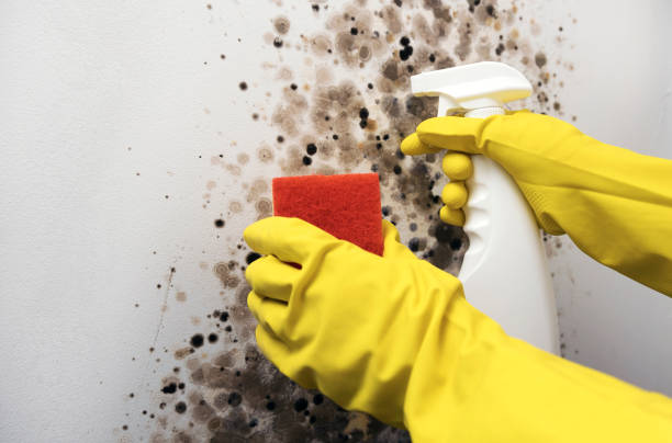 Best Best Mold Removal Companies  in Roosevelt, UT