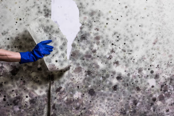 Trusted Roosevelt, UT Mold Removal Experts
