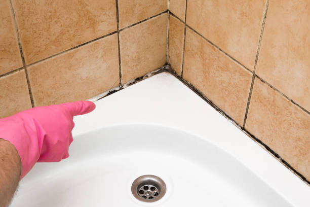 Best Mold Damage Repair  in Roosevelt, UT